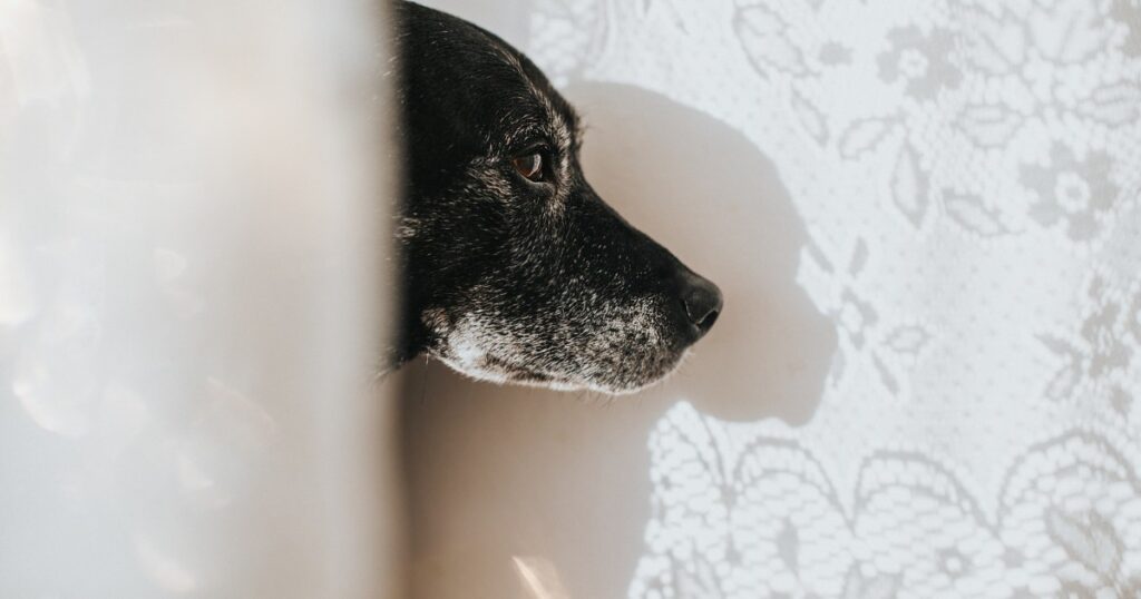 Dementie Bij Honden Canine Cognitive Dysfunction Symptomen Oorzaken